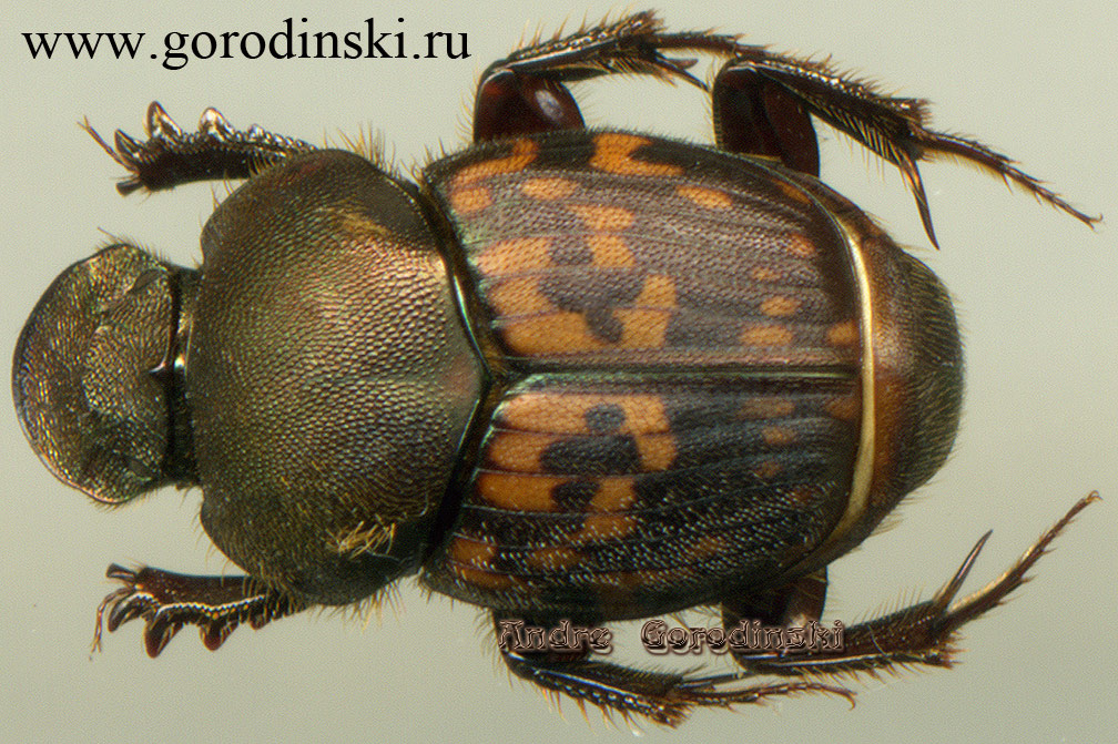 http://www.gorodinski.ru/scarabs/onthophagus mulleri.jpg